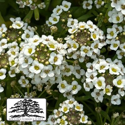 Lobularia maritima Easy Breezy™ White 