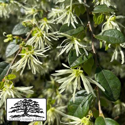 Loropetalum chinense Jazz Hands® Dwarf White
