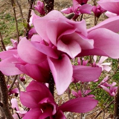 Magnolia Little Girl Jane