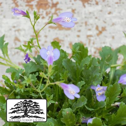 Mazus reptans 