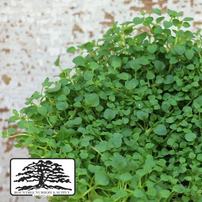 Mentha requiennii 