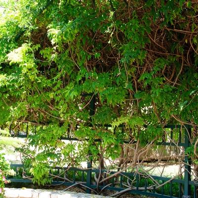 Millettia reticulata 