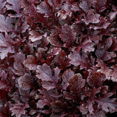 Brassica juncea Miz America