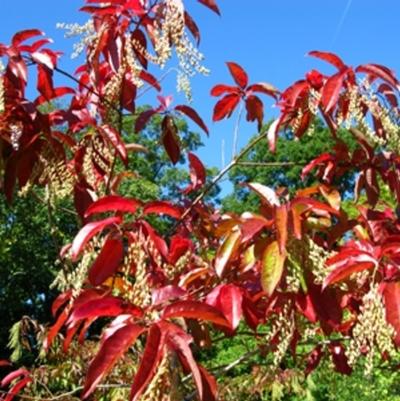 Oxydendrum arboreum 