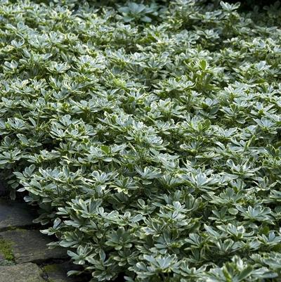 Pachysandra terminalis Variegata