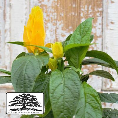 Pachystachys lutea 