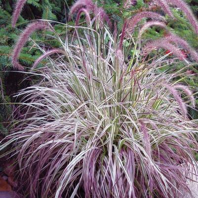 Pennisetum setaceum Cherry Sparkler