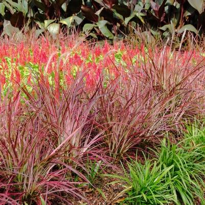 Pennisetum setaceum Graceful Grasses® Fireworks