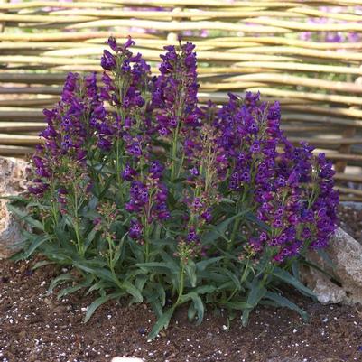 Penstemon spectabilis Purple Riding Hood