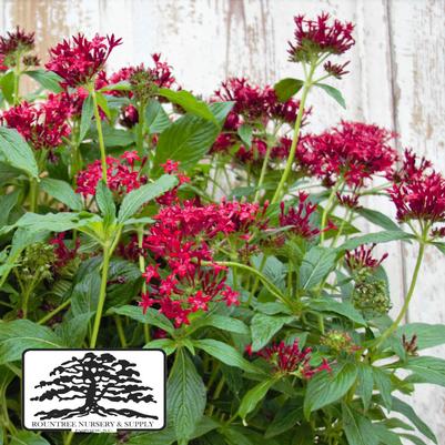 Pentas lanceolata Lucky Star™ Dark Red