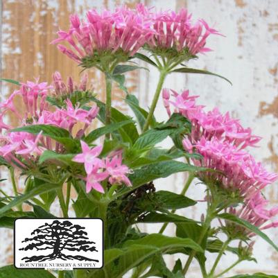 Pentas lanceolata Lucky Star™ Deep Pink