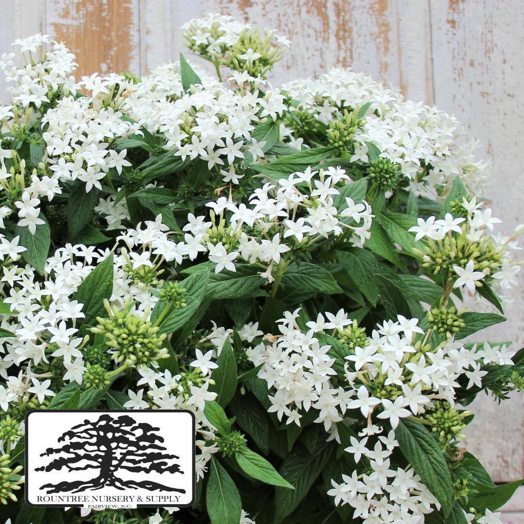 Pentas lanceolata Lucky Star™ White
