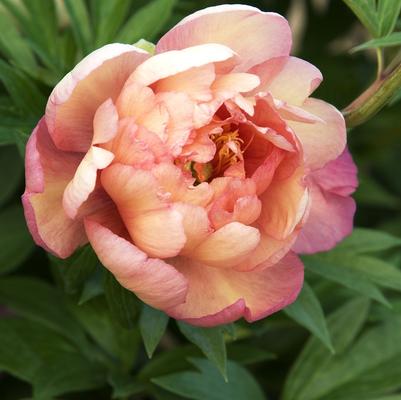 Paeonia Julia Rose