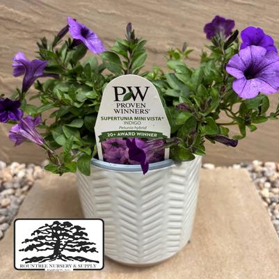 Petunia Supertunia® Mini Vista™ Indigo