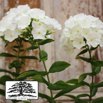 Phlox paniculata Flame™ White Flame®