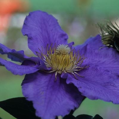 Clematis Will Goodwin