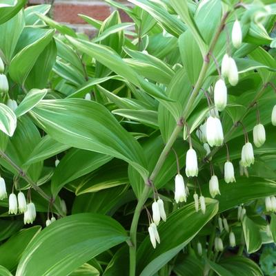 Polygonatum odoratum var. pluriflorum Variegatum