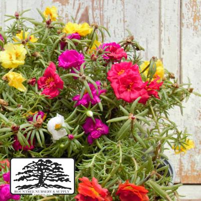 Portulaca grandiflora Happy Hour™ Mix