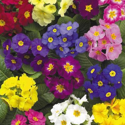 Primula polyantha Supernova Mix