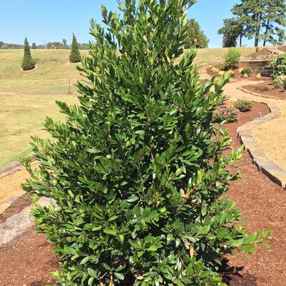 Prunus caroliniana Everbrite™