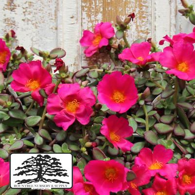 Portulaca oleracea RioGrande™ Magenta