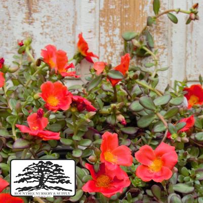Portulaca oleracea RioGrande™ Orange