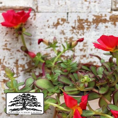 Portulaca oleracea RioGrande™ Scarlet