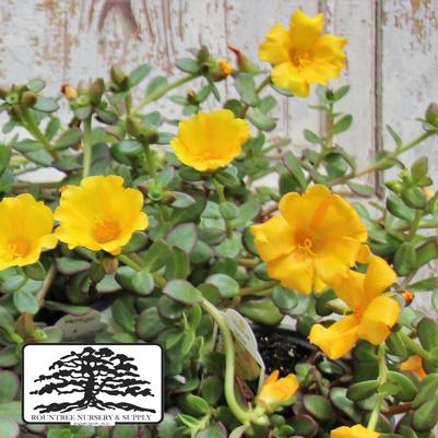 Portulaca oleracea RioGrande™ Yellow