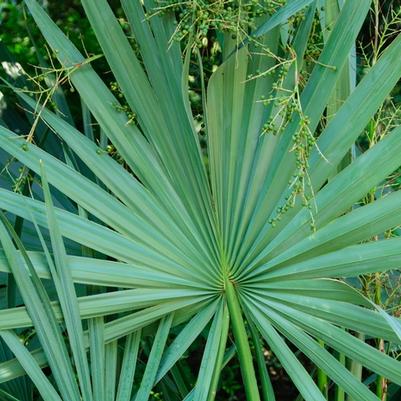 Sabal minor 