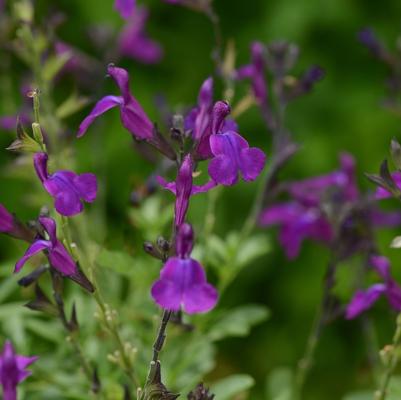 Salvia greggii Mirage™ Deep Purple