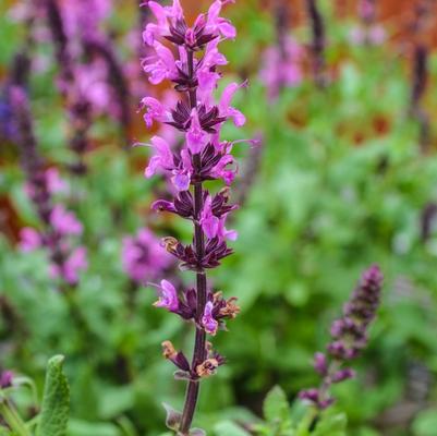 Salvia nemorosa Lyrical™ Rose