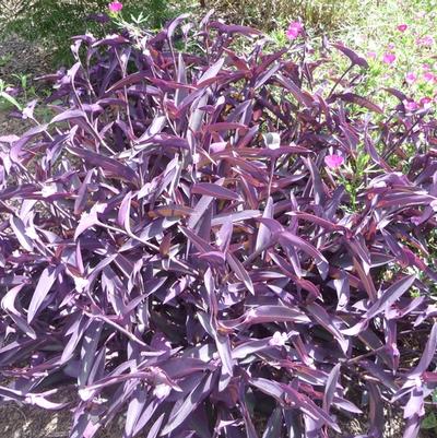 Setcreasea pallida Purple Heart