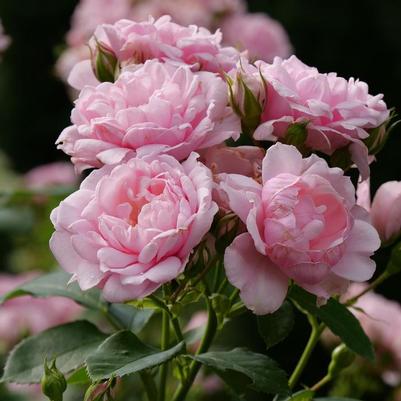 Rosa Reminiscent® Pink