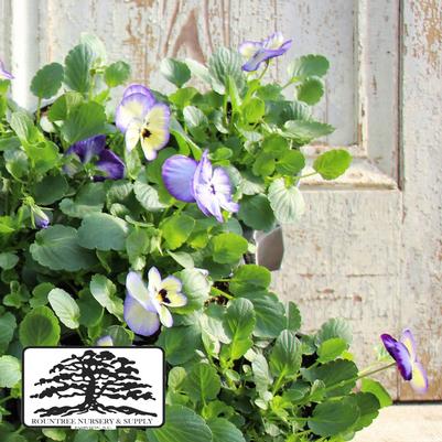 Viola cornuta ColorMax Blue Icy
