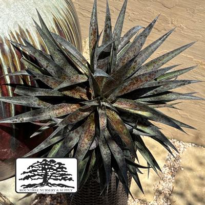 Mangave Mad about Mangave® Pineapple Express