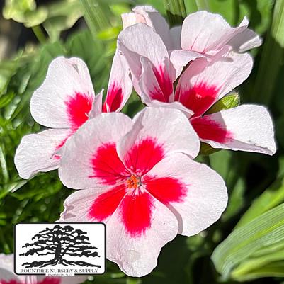 Pelargonium Calliope® Medium White Splash