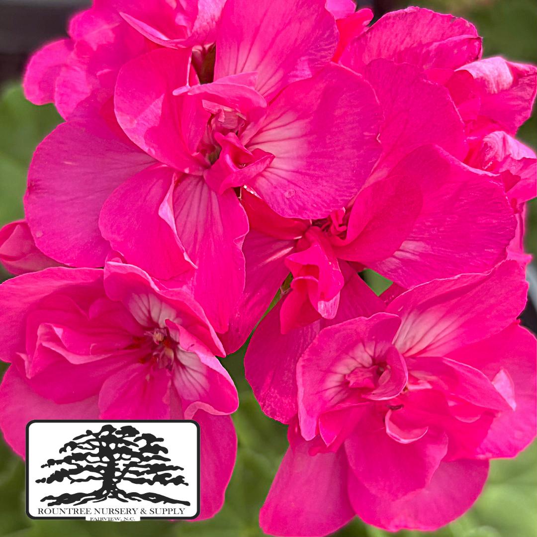 Pelargonium Calliope® Large Pink