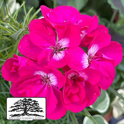Pelargonium Calliope® Medium Hot Rose
