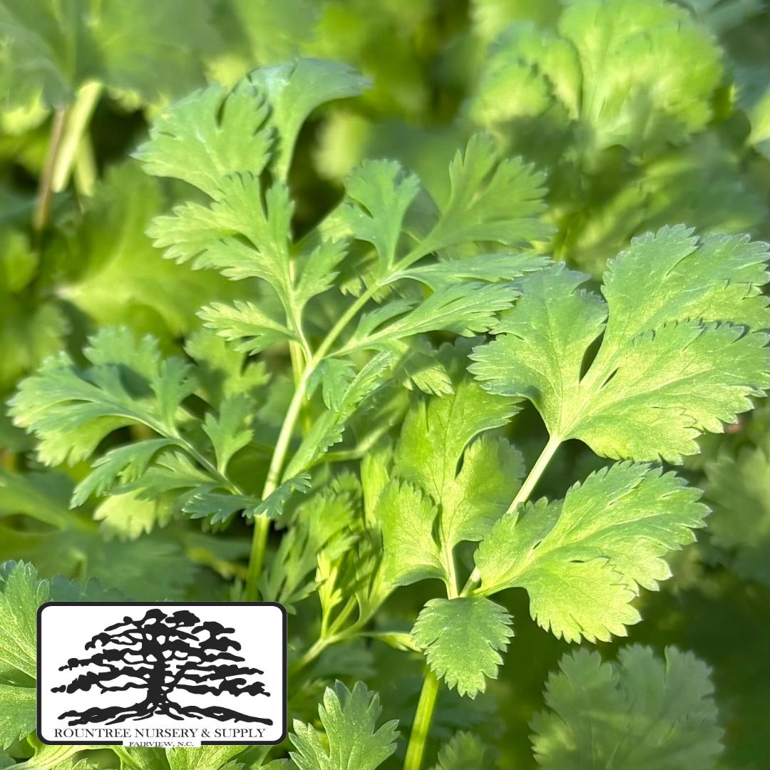 Coriandrum sativum Santo