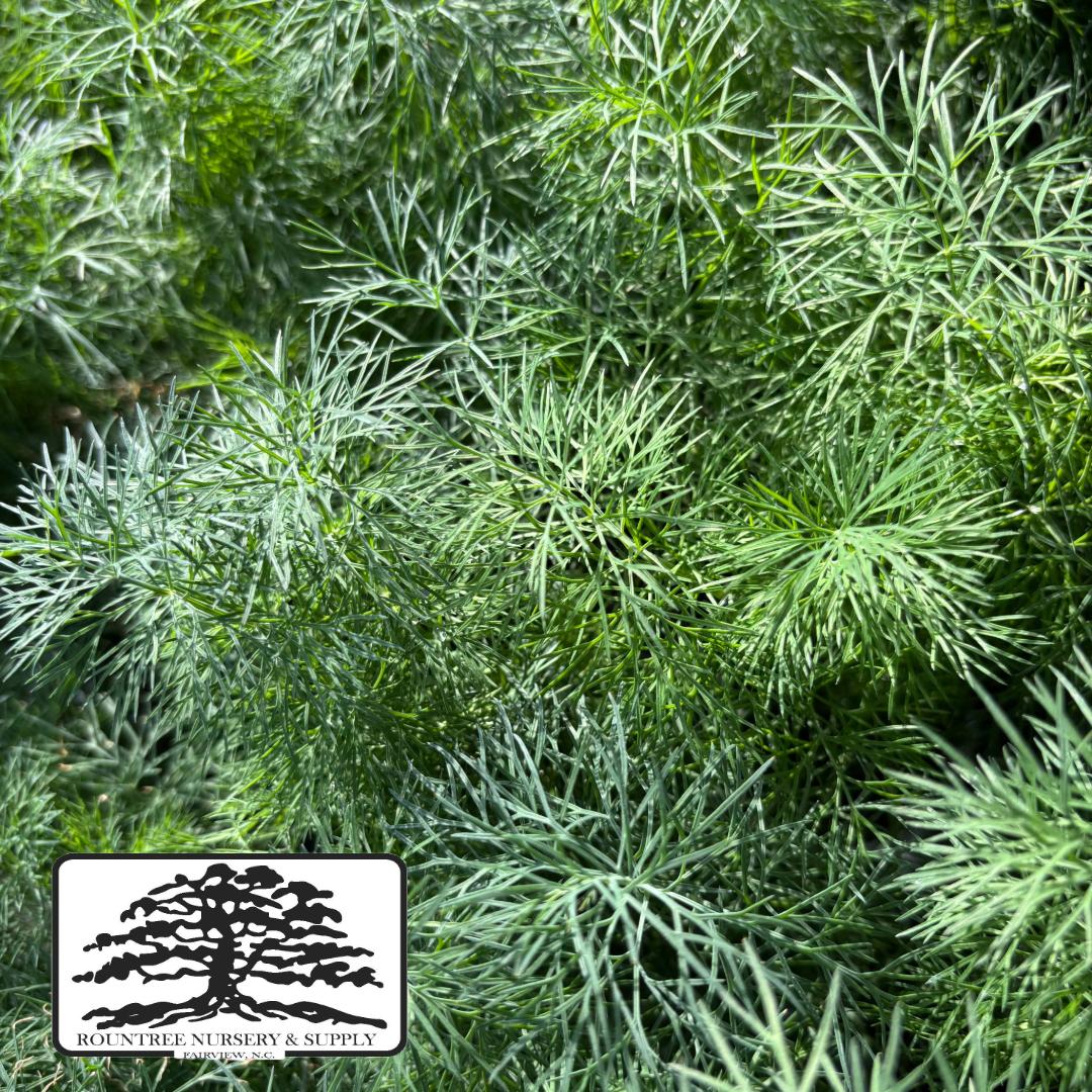 Anethum graveolens Fernleaf