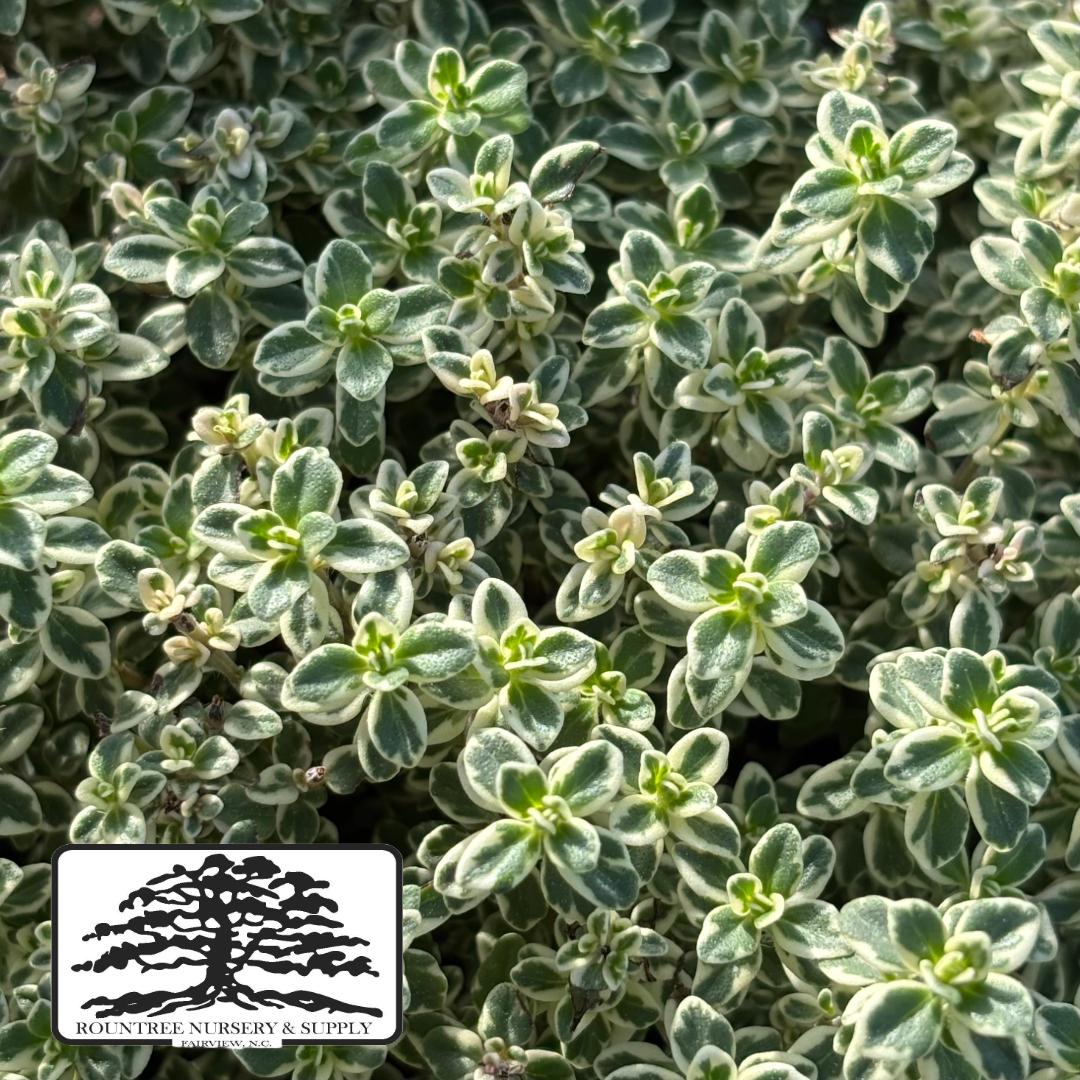 Thymus Silver Queen