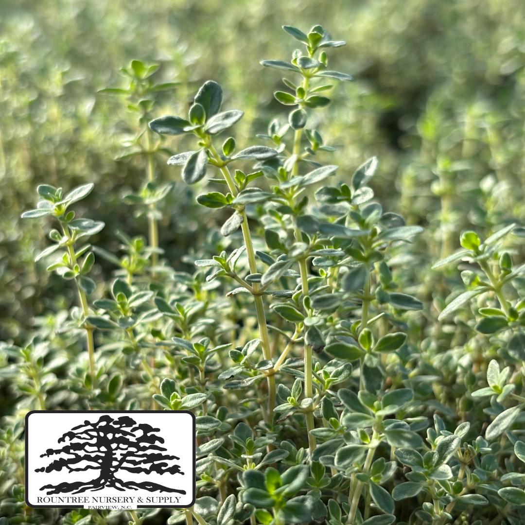 Thymus argenteus Hi-Ho