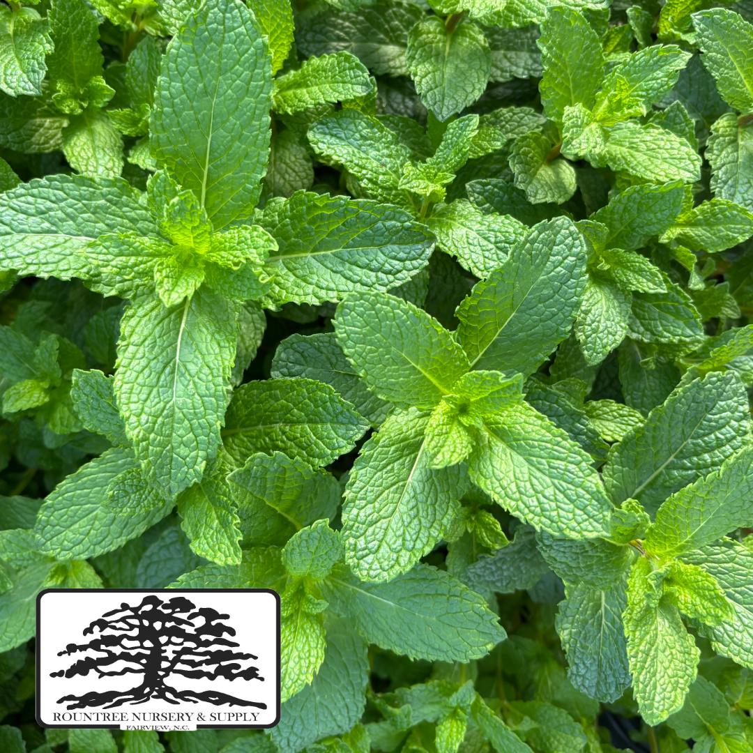 Mentha spicata Kentucky Colonel