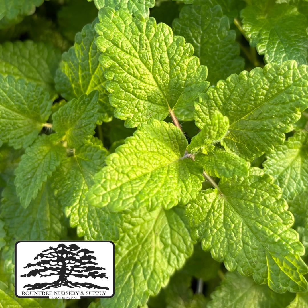 Melissa officinalis 