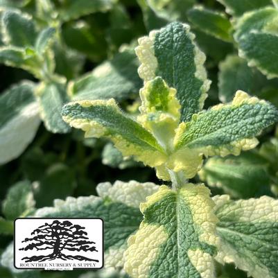 Mentha suaveolens Variegata