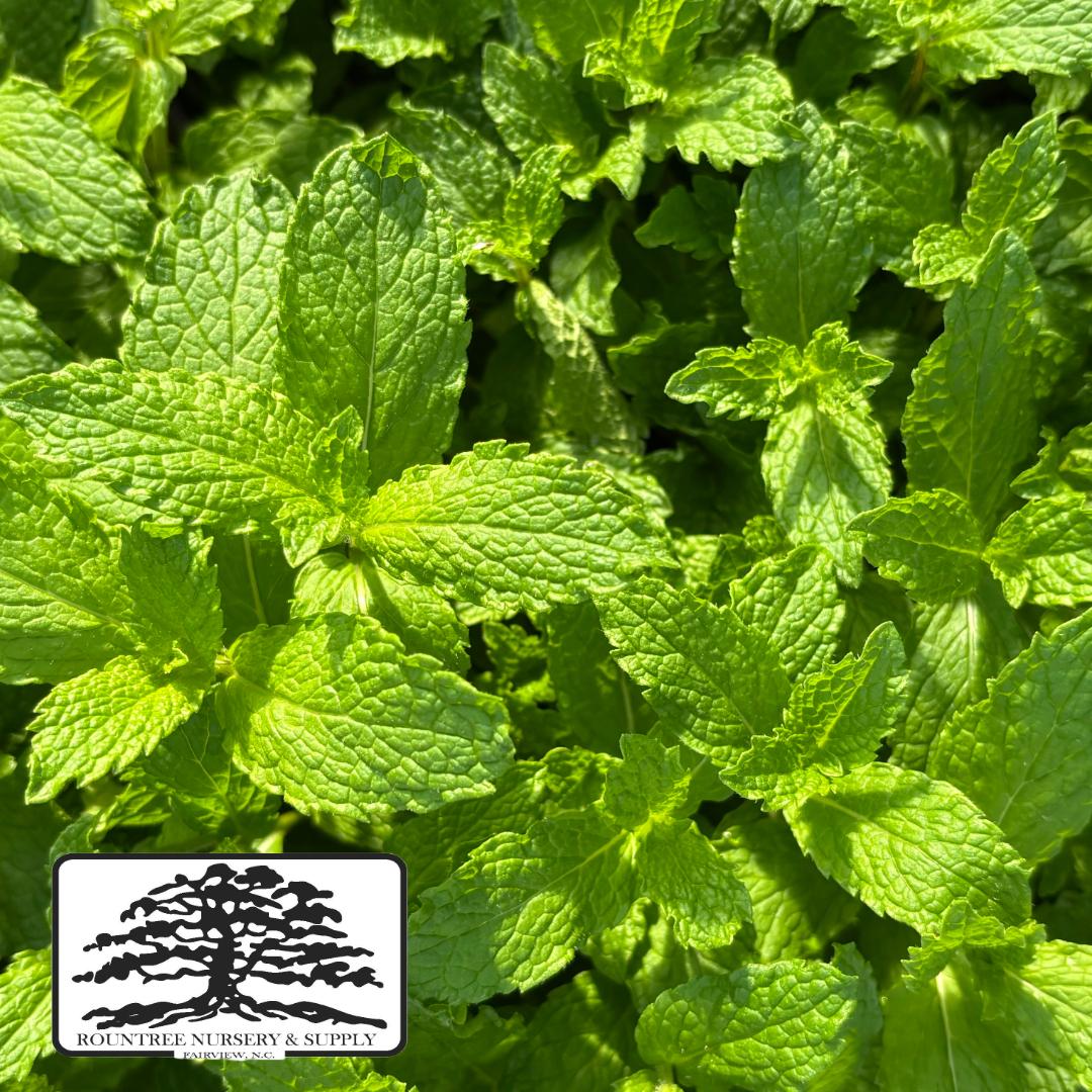 Mentha x villosa 