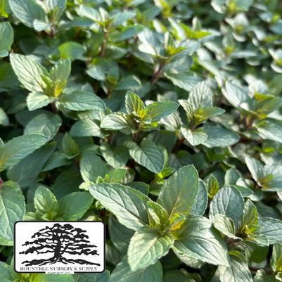 Mentha piperita 