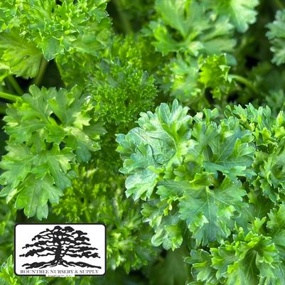 Petroselinum crispum 