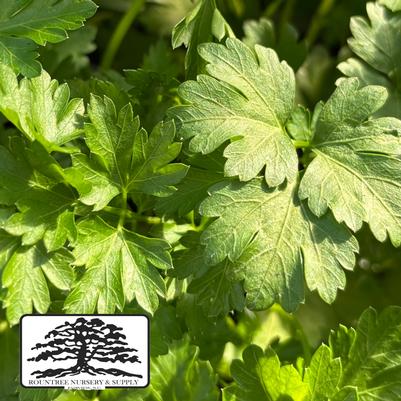 Petroselinum crispum neapolitanum