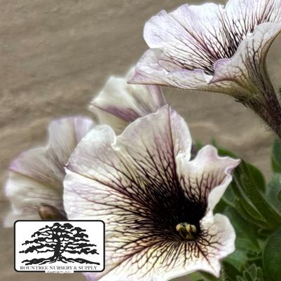 Petunia Supertunia® Latte™